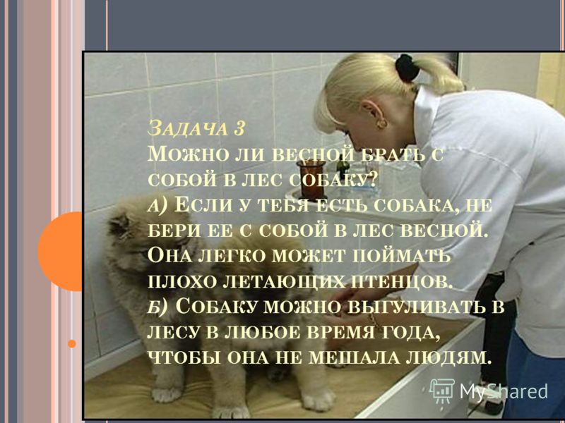 Живые картинки лес весной Живые картинки лес весной