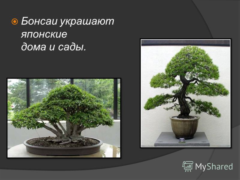 Контрольная работа по теме Япония, искусство икебаны Контрольная работа по теме Япония, искусство икебаны