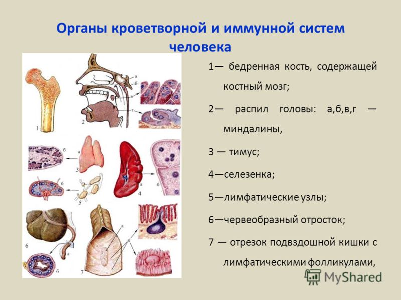 Доклад по теме Общая характеристика органов кроветворения и иммунологической защиты 