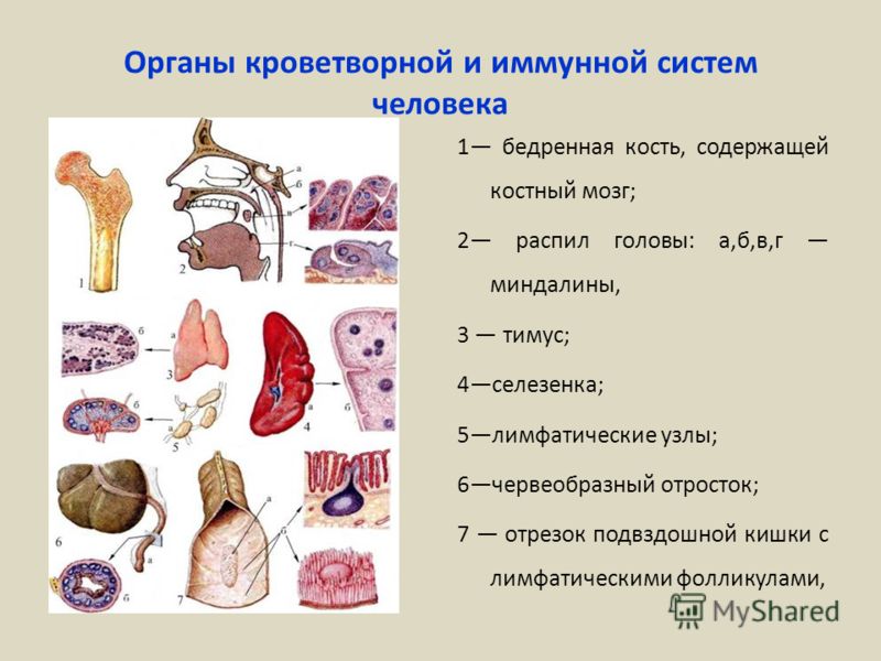 Реферат На Тему Иммунная Система Человека