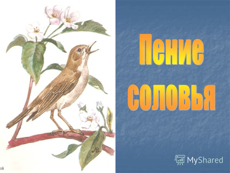 скачать соловей пение