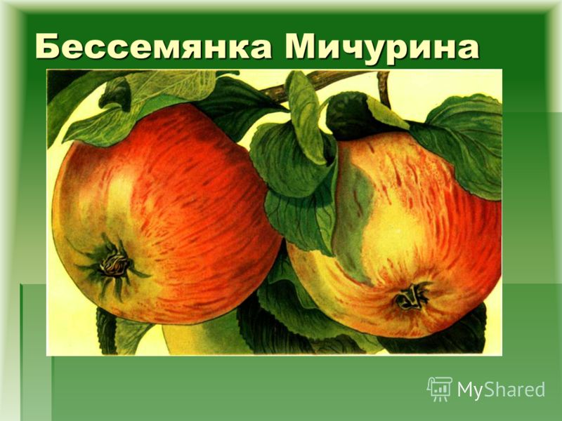 Бессемянка Яблоня Описание