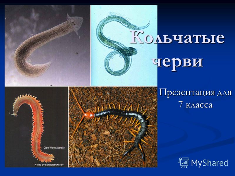Сообщение о червях биология 7 класс