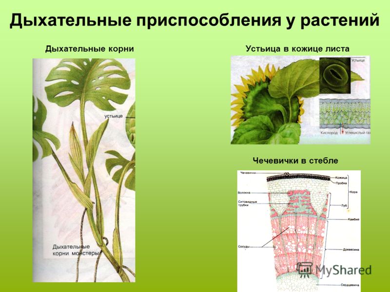 Дыхательные приспособления у растений Дыхательные корни Устьица в кожице листа Чечевички в стебле