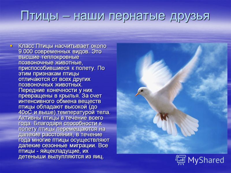 Схема класса птицы Схема класса птицы