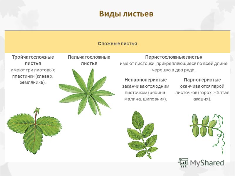 Этот цветок имеет три вида листьев Этот цветок имеет три вида листьев