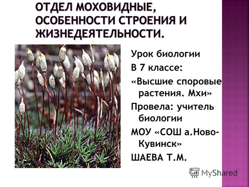 Презентацию По Биологии На Тему Мхи