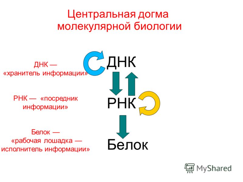 Схема центральная догма биологии Схема центральная догма биологии