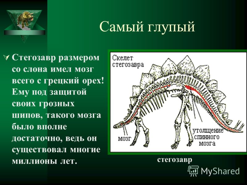 Самый глупый Стегозавр размером со слона имел мозг всего с грецкий орех! Ему под защитой своих грозных шипов, такого мозга было вполне достаточно, ведь он существовал многие миллионы лет. стегозавр