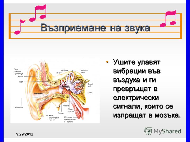 Възприемане на звука Ушите улавят вибрации във въздуха и ги превръщат в електрически сигнали, които се изпращат в мозъка.Ушите улавят вибрации във въздуха и ги превръщат в електрически сигнали, които се изпращат в мозъка. 7/4/2012