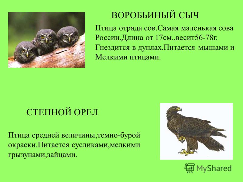 птицы донского края фото онлайн птицы донского края фото