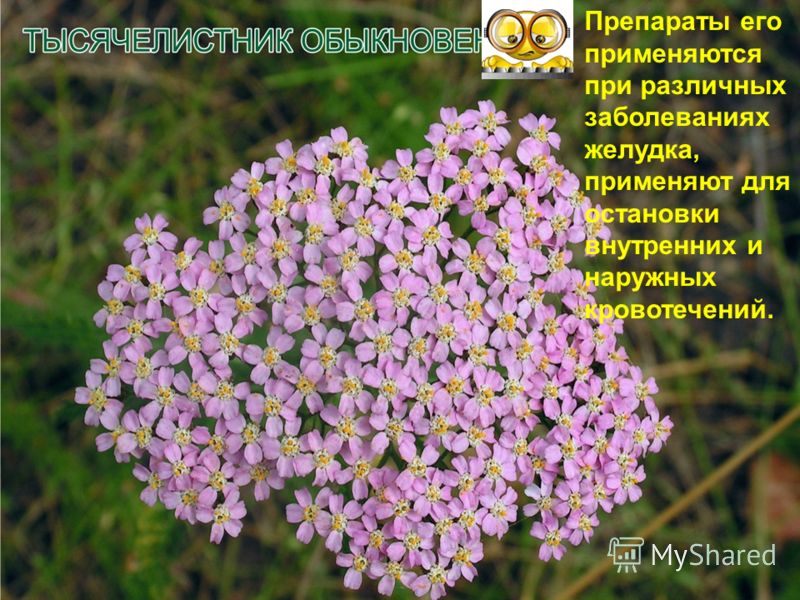 какое есть лекарство от паразитов внутри человека какое есть лекарство от паразитов внутри человека