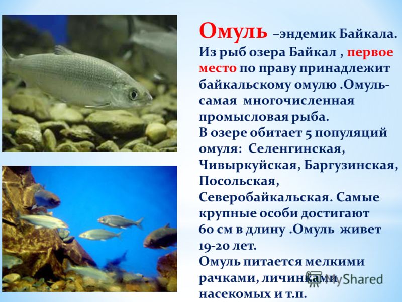 Озеро Байкал Фото Рыб
