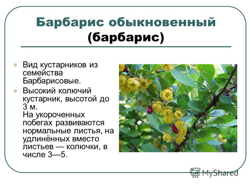 [PUNIQRANDLINE-(au-dating-names.txt) 40 Доклад на тему кустарники по биологии 4914