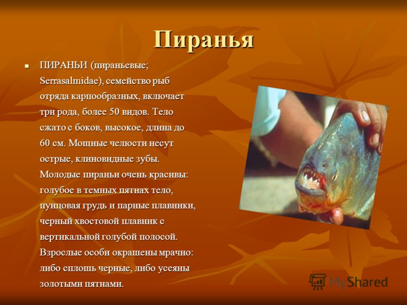 Стих про пиранью Стих про пиранью