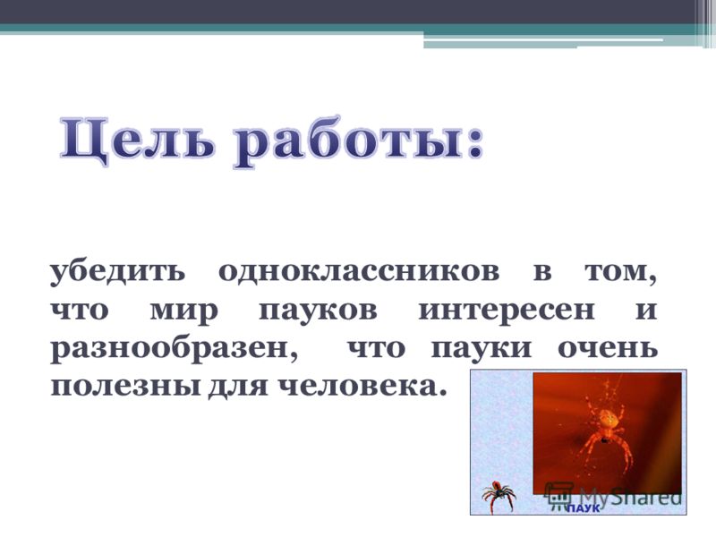 Курсовая Исследовательская Работа На Тему Пауков Курсовая Исследовательская Работа На Тему Пауков