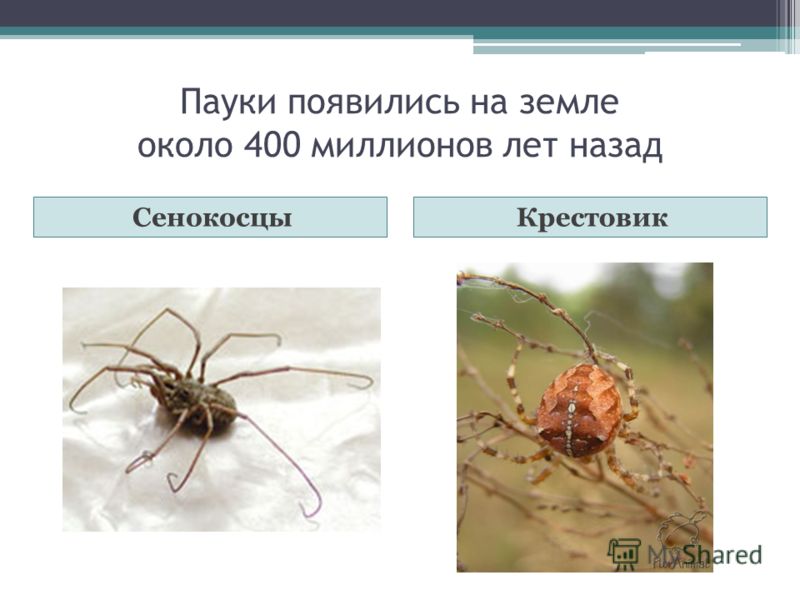 Курсовая Исследовательская Работа На Тему Пауков Курсовая Исследовательская Работа На Тему Пауков