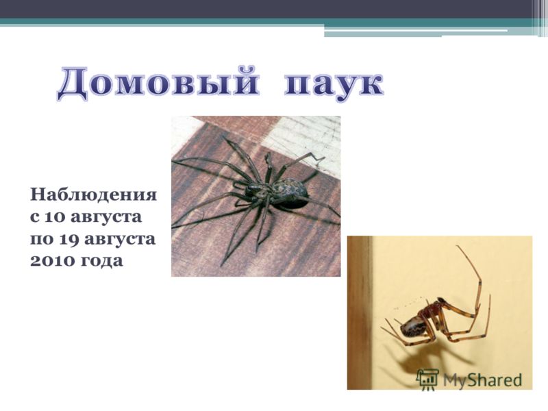 Курсовая Исследовательская Работа На Тему Пауков Курсовая Исследовательская Работа На Тему Пауков