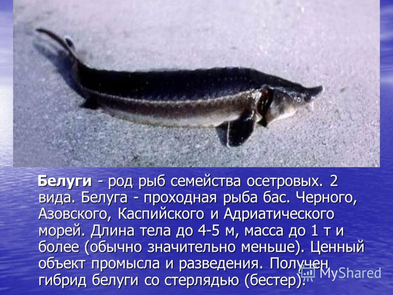 Белуги - род рыб семейства осетровых. 2 вида. Белуга - проходная рыба бас. Черного, Азовского, Каспийского и Адриатического морей. Длина тела до 4-5 м, масса до 1 т и более (обычно значительно меньше). Ценный объект промысла и разведения. Получен гиб