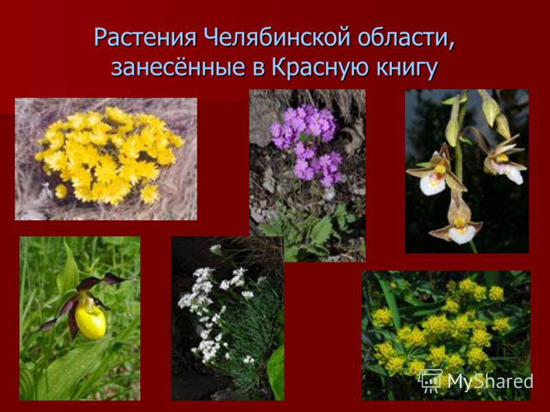 Цветы которые входят в красную книгу Цветы которые входят в красную книгу