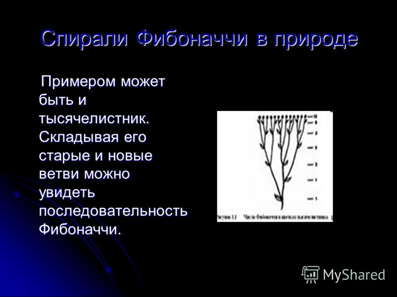 Проект числа фибоначчи 7 класс