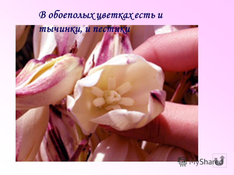 Схема строения обоеполого и раздельнополого цветков