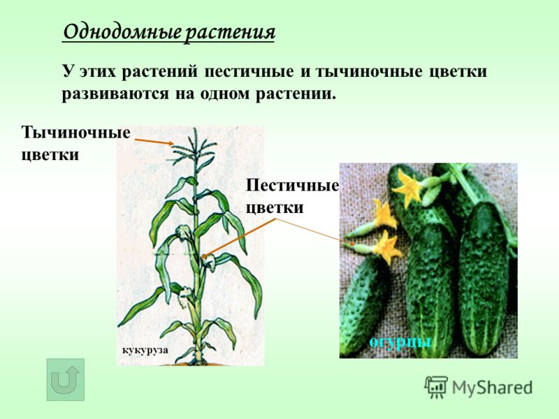 У яблони семена есть У яблони семена есть