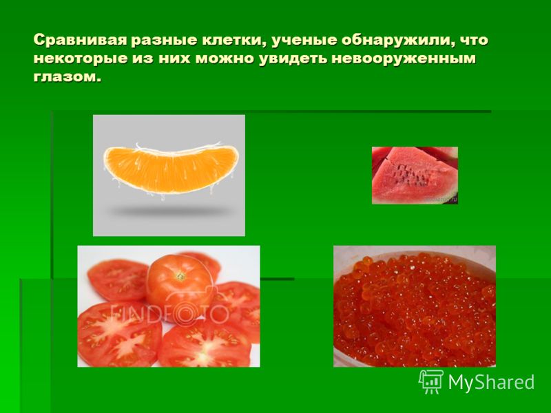 Как выглядит яйцеклетка невооруженным глазом Презентация на тему: "КЛЕТКА - ОСНОВА СТРОЕНИЯ И РОСТА ЖИВЫХ ОРГАНИЗМОВ.". Скача
