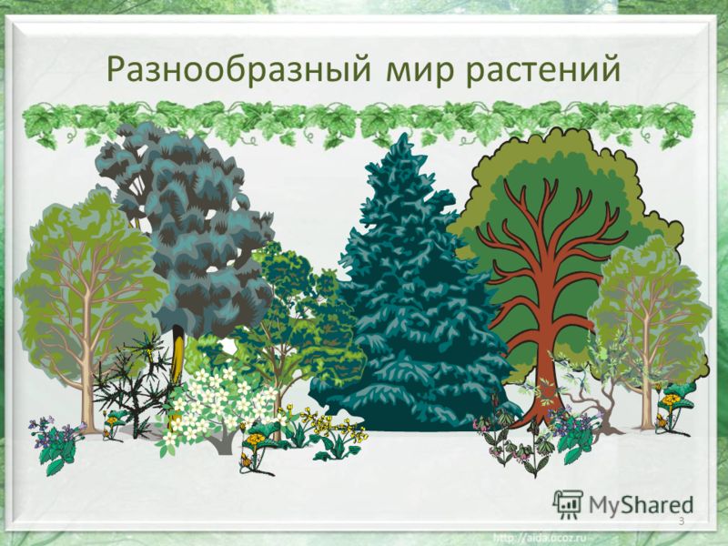 в мире растений фото онлайн в мире растений фото