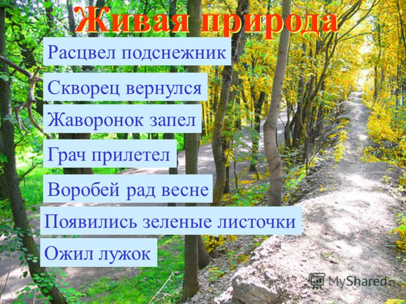 Картинки живая природа весной Картинки живая природа весной