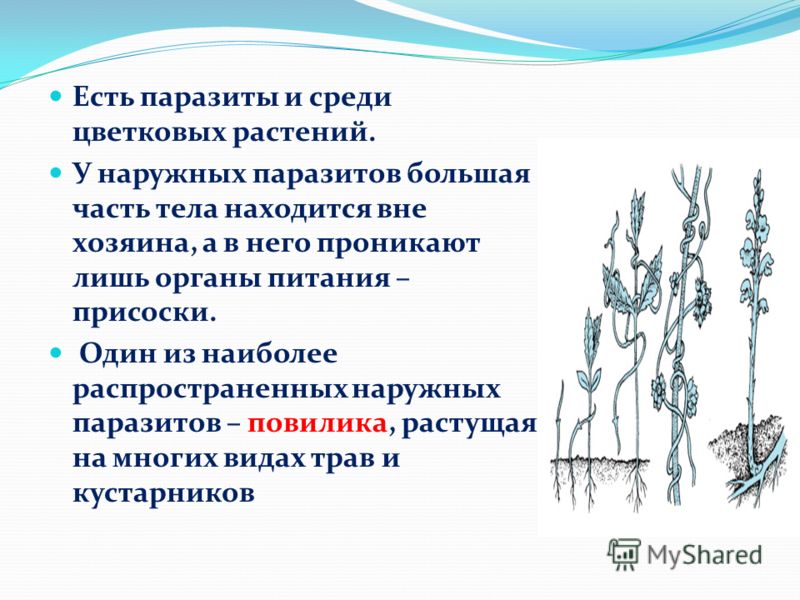 Как сдавать кровь на паразитов подготовка
