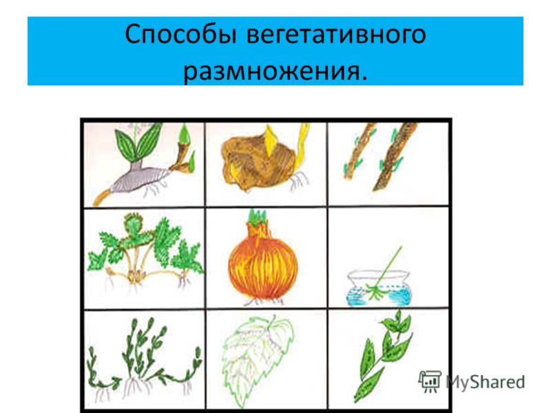 Презентация Размножение Растений 2 Класс Пнш Презентация Размножение Растений 2 Класс Пнш