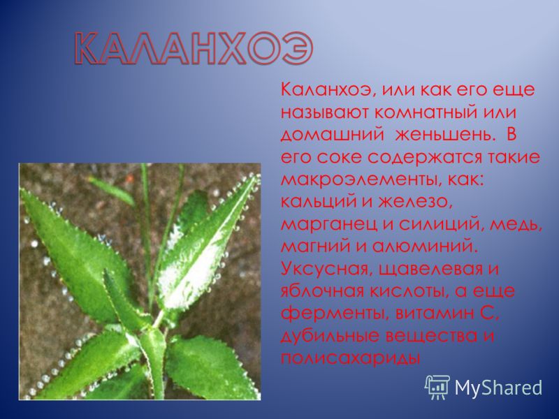 Каланхоэ паспорт растения