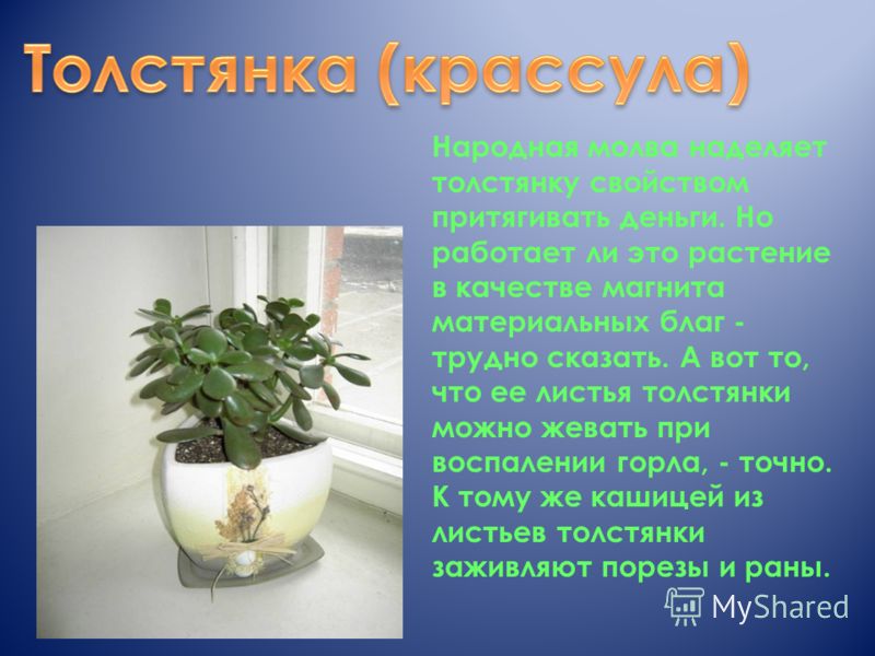 Бегония толстянка