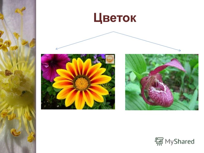 Приспособленный цветок Приспособленный цветок