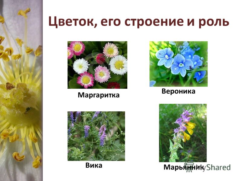 Цветок его органы Цветок его органы