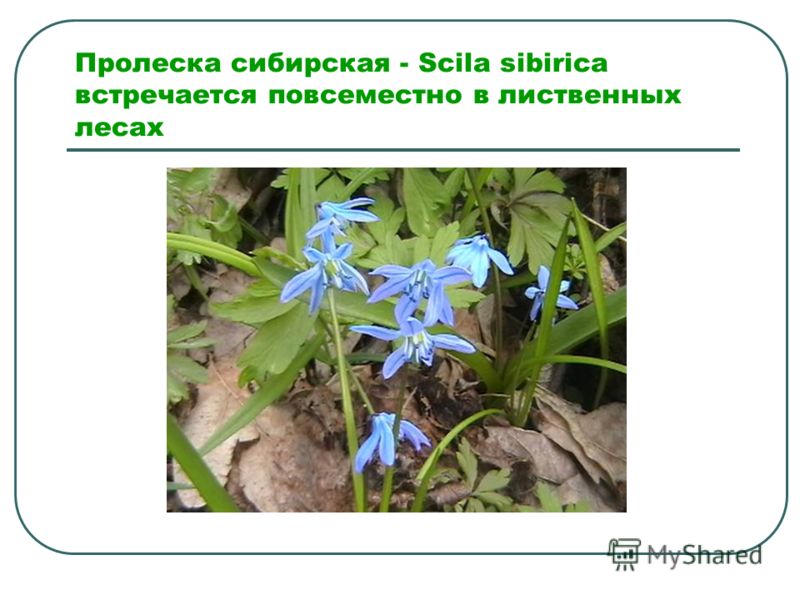 Пролеска Сибирская Фото Окружающий Мир Пролеска Сибирская Фото Окружающий Мир