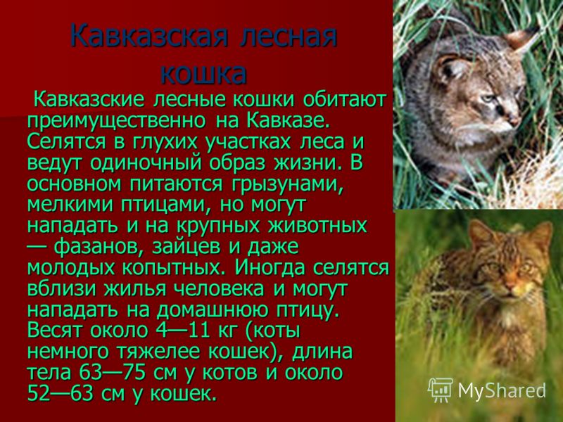 Кавказские Животные Фото