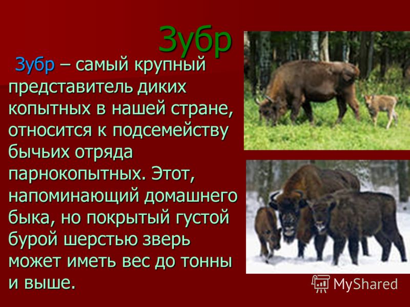 Презентация на тему Красная книга Казахстана - скачать бесплатно pptx