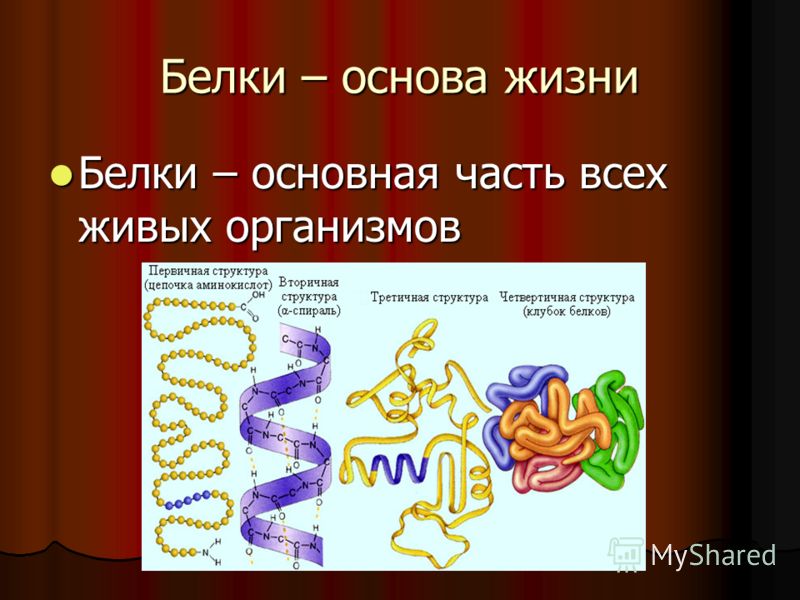 Белки презентация