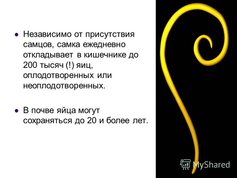 окончательный хозяин паразита человек окончательный хозяин паразита человек