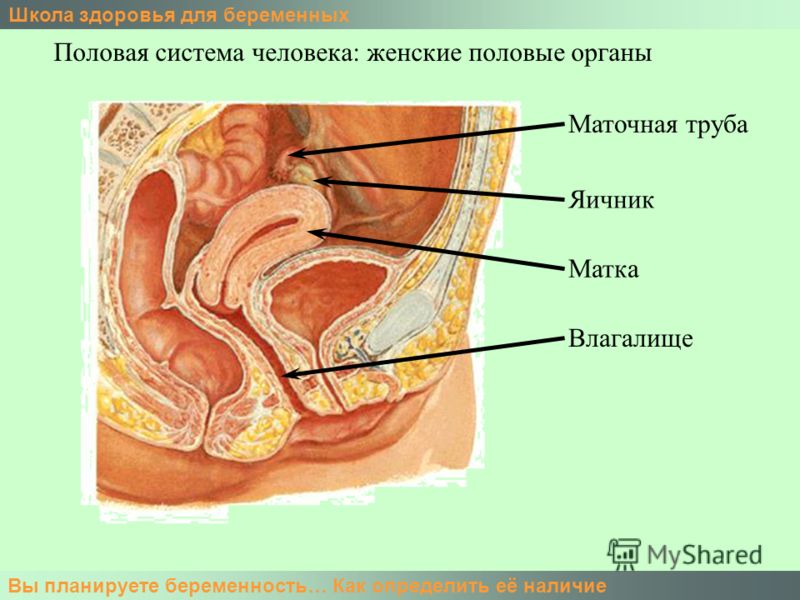У девушки имеется и член и влагалище 5