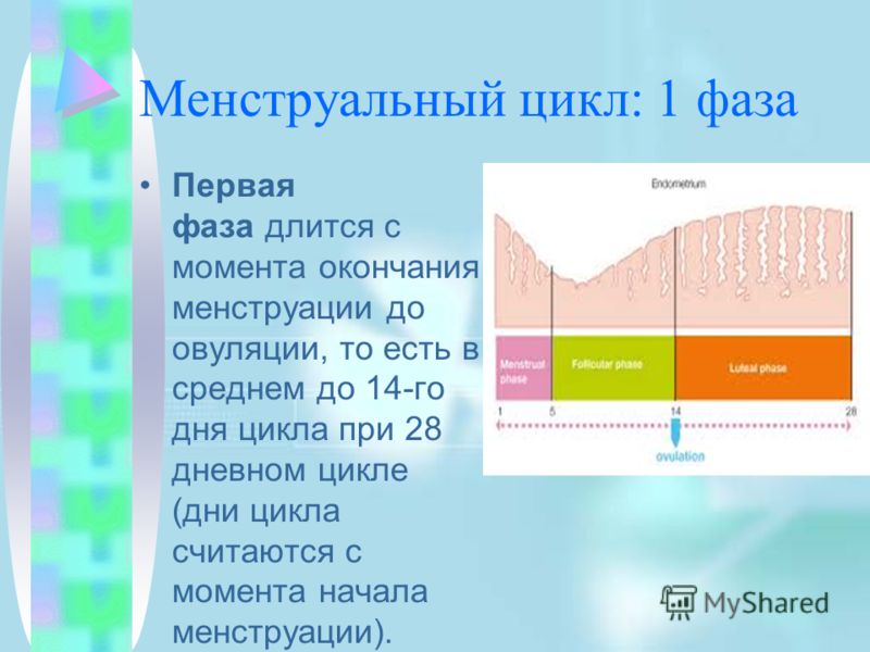 Фолликулы с желтым телом что это Фолликулы с желтым телом что это