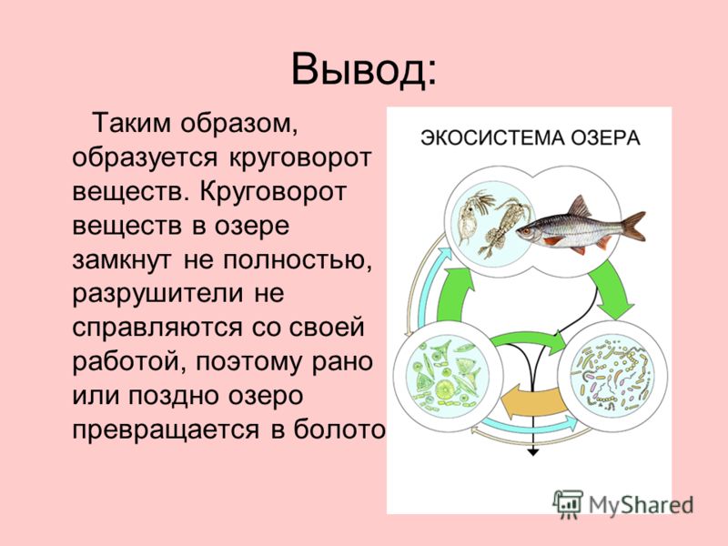 Доклад экосистема озера 3 класс