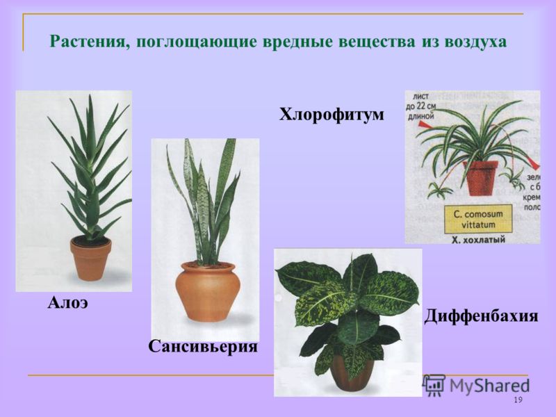 Растения, очищающие воздух в квартире - "Цветоводство" : читать на 15 комнатных растений, улучшающих воздух в помещении