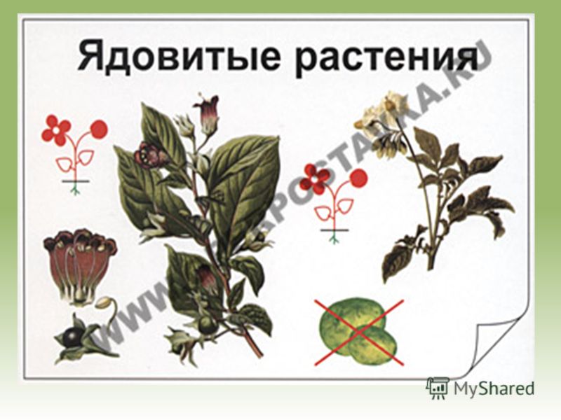 Ядовитые Растения Краснодарского Края Фото И Описание