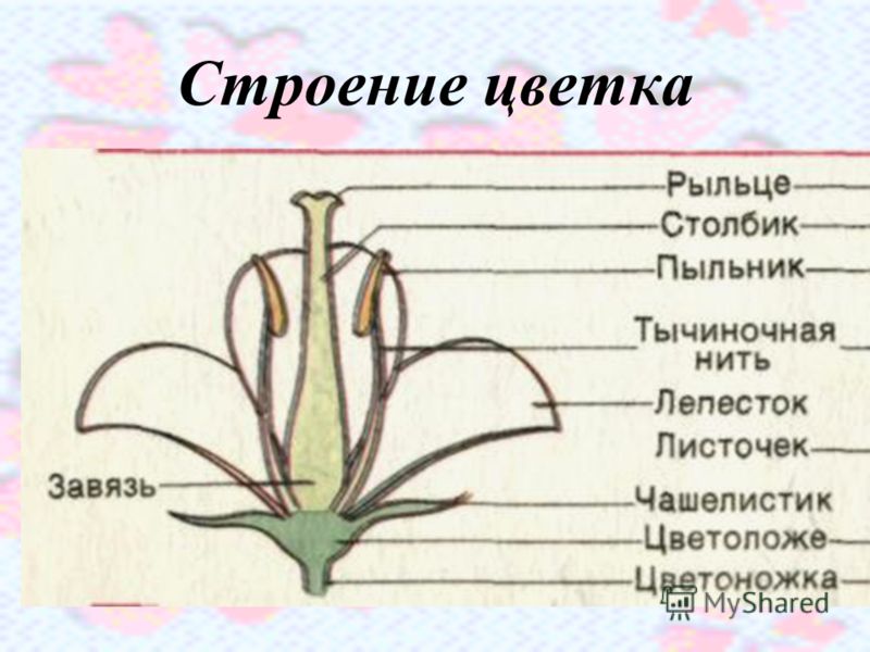 Презентация на тему: Цветок Строение цветка Чашечка + венчик =  околоцветник.. Скачать бесплатно и без регистрации.