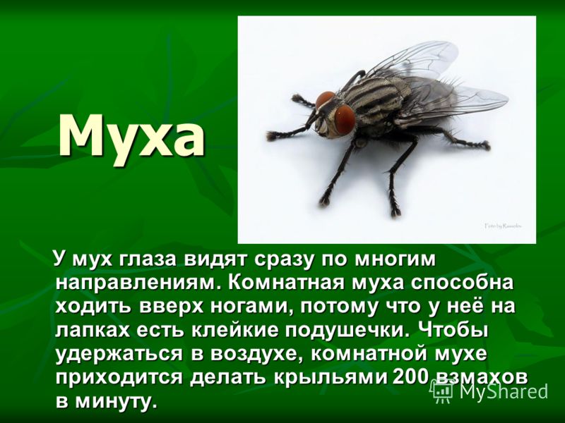 Если муха в домашних условиях Если муха в домашних условиях