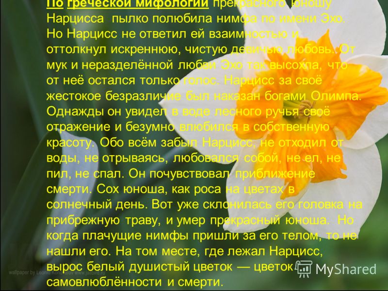 Собрать семена томатов видео Собрать семена томатов видео