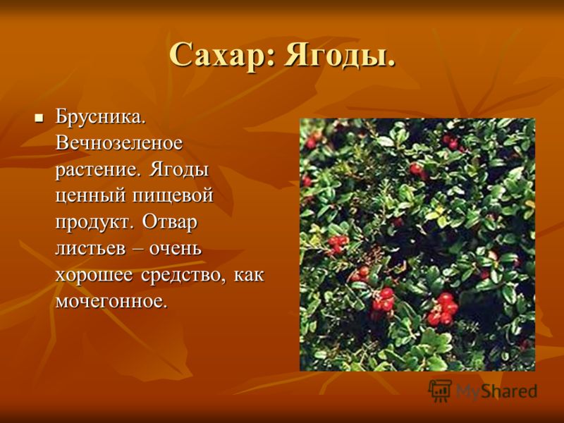 брусника как мочегонное средство